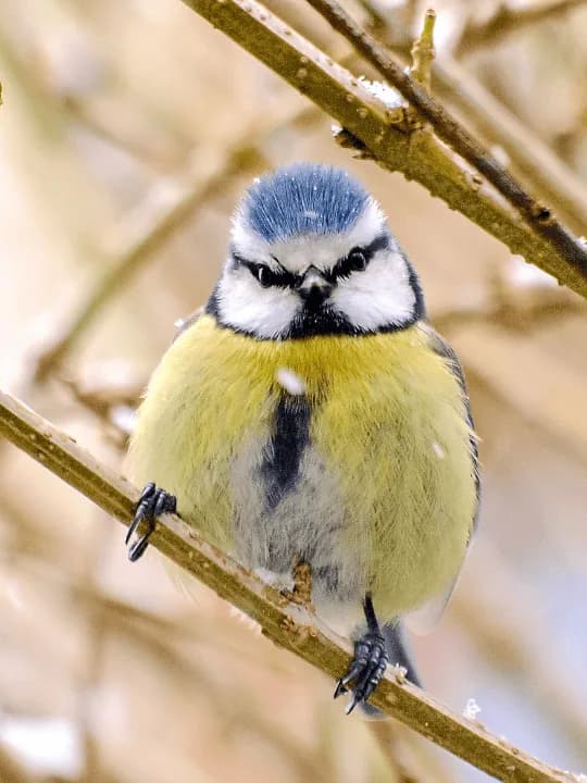 yellow songbird in tree