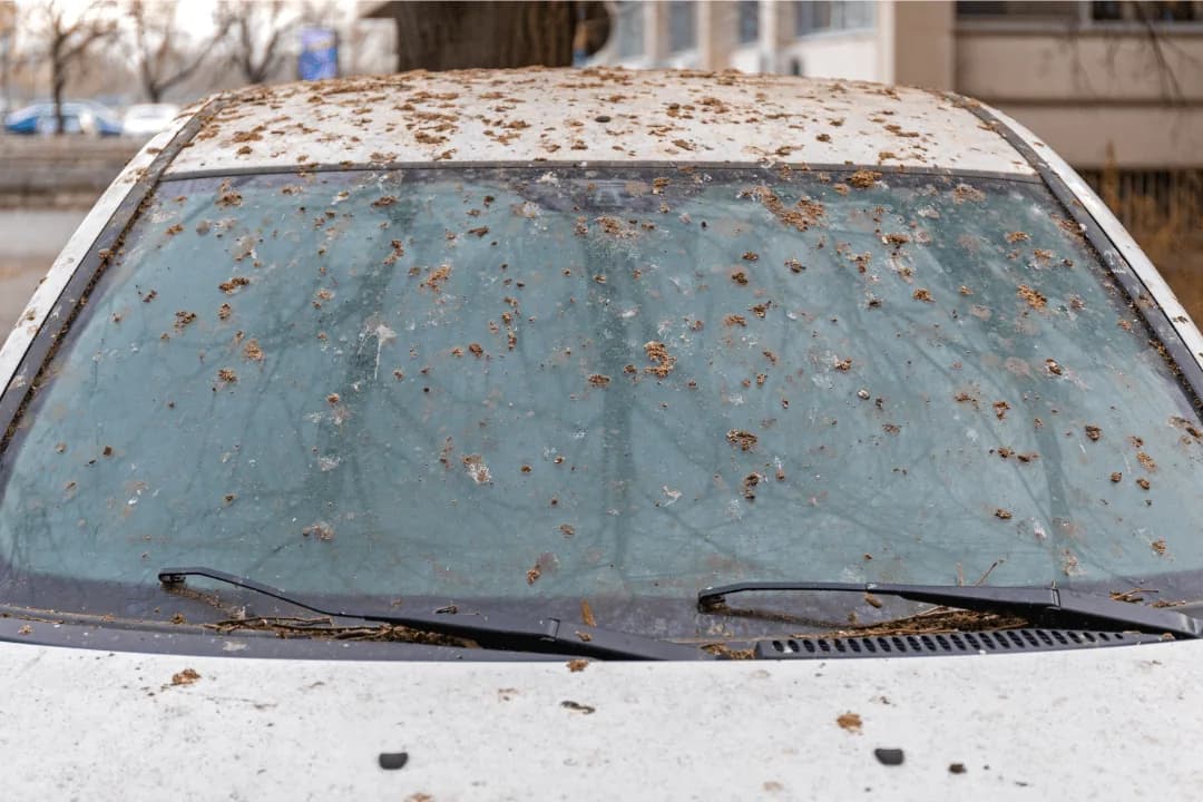 bird poop on white car