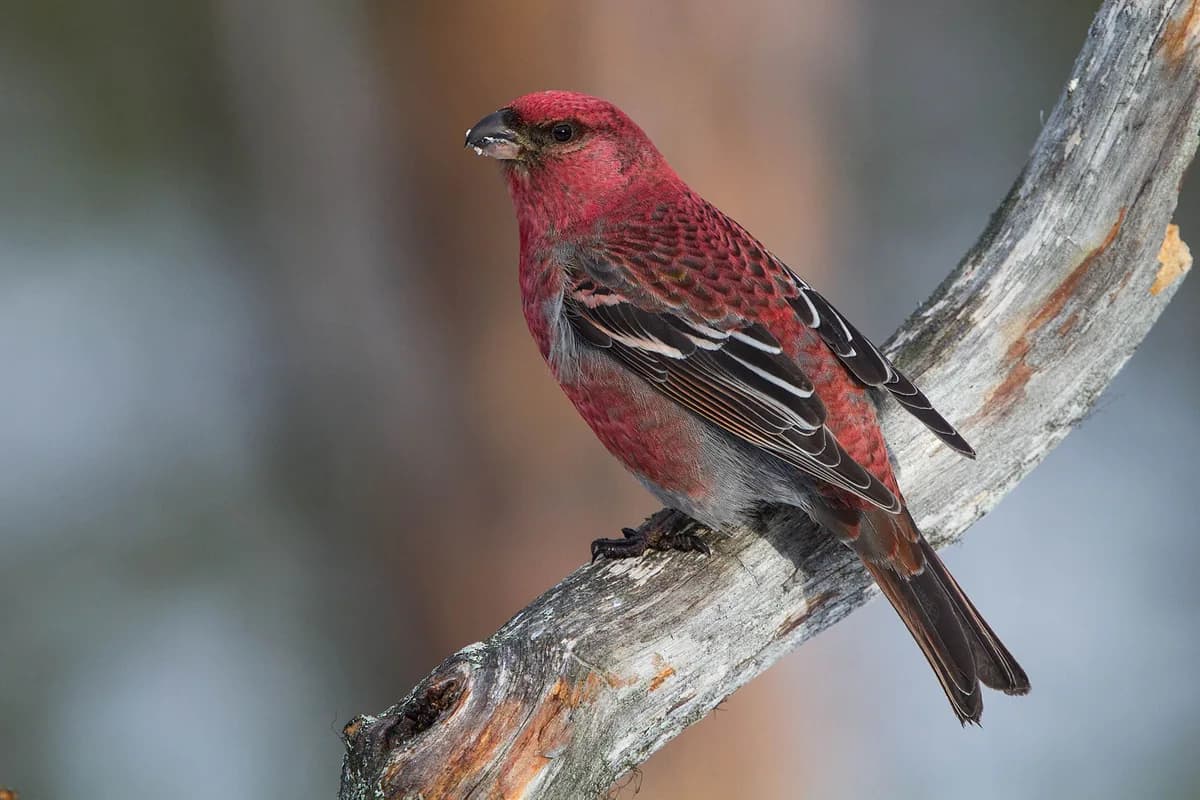pine grosbeak sitting on dead branch