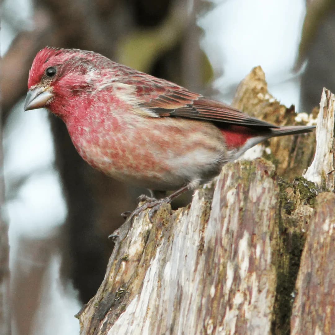 beautiful purple finch perched on a tree stump