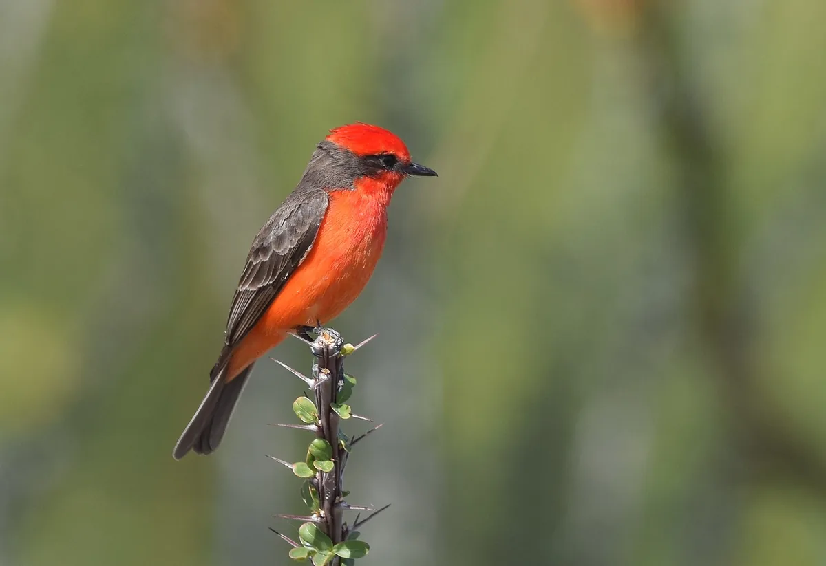 Vermilion Flycatcher on the top of a thorny plant