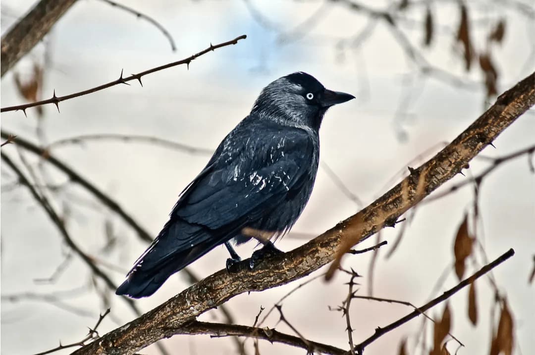 wild crow in dead tree