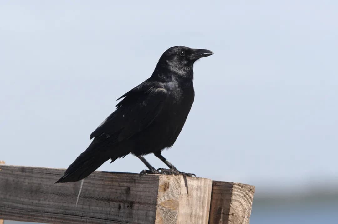 Fish crow