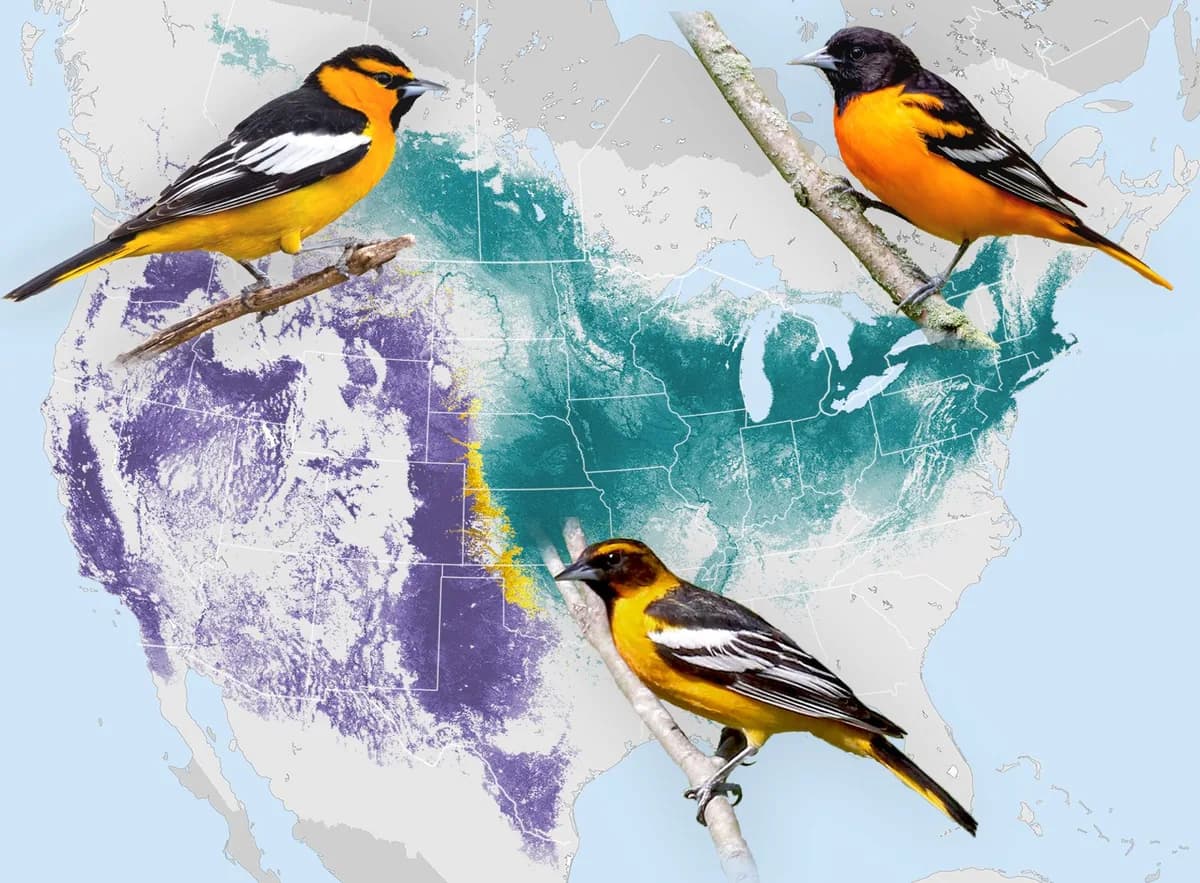 map of oriole species