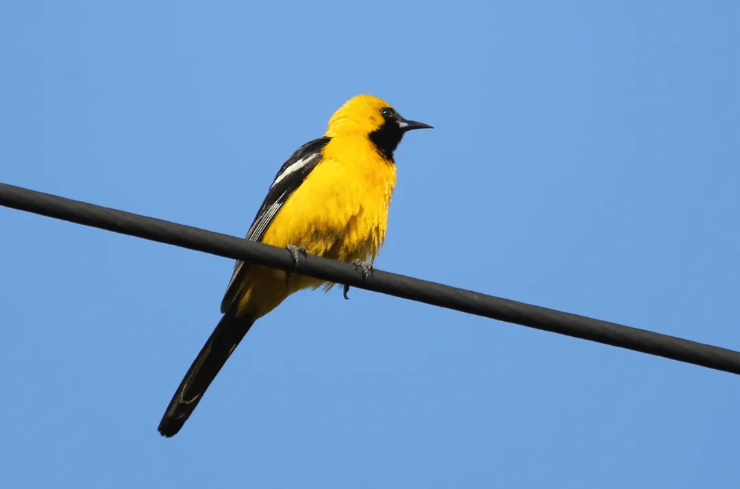Hooded Oriole sitting on power cable