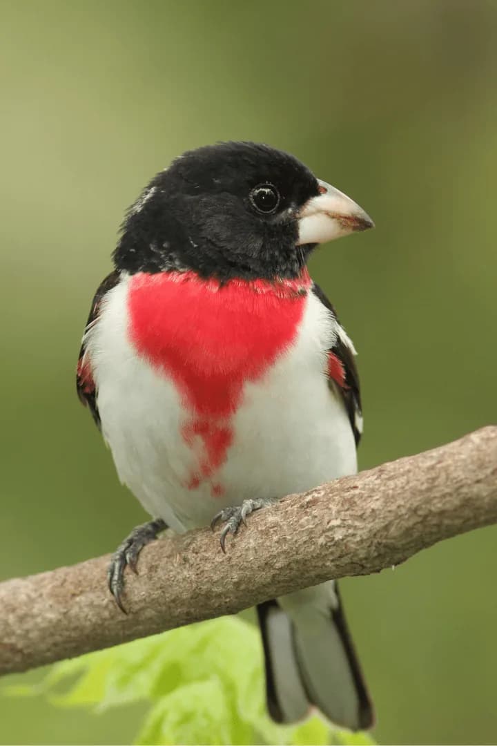 Rose-Breasted Grosbeak sitting on a branch