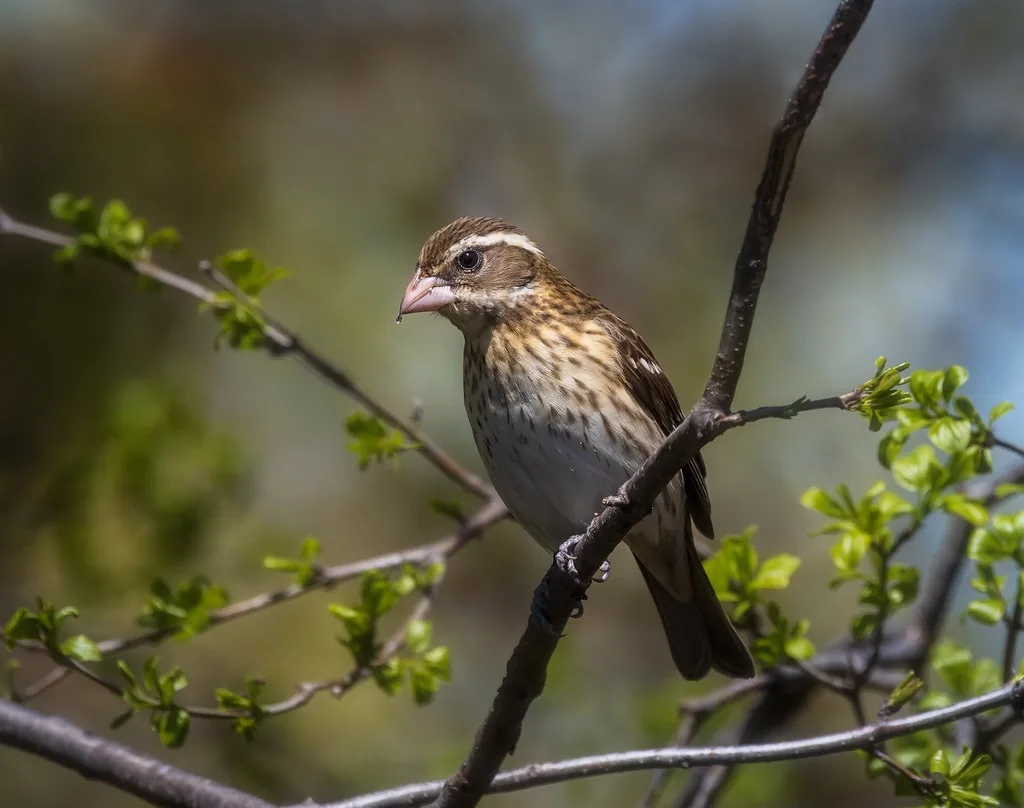 female rose breasted grosbeak sitting in a tree