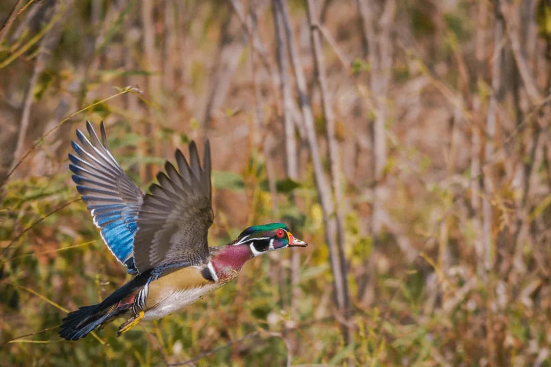 wood duck flying