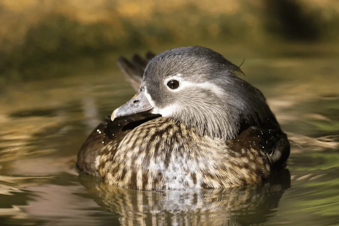 young female wood duck