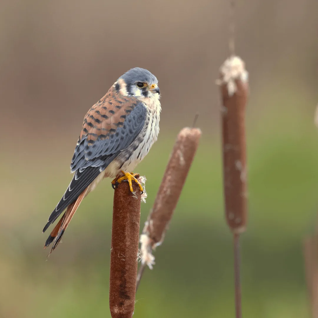 American Kestrel sitting on top of cattail