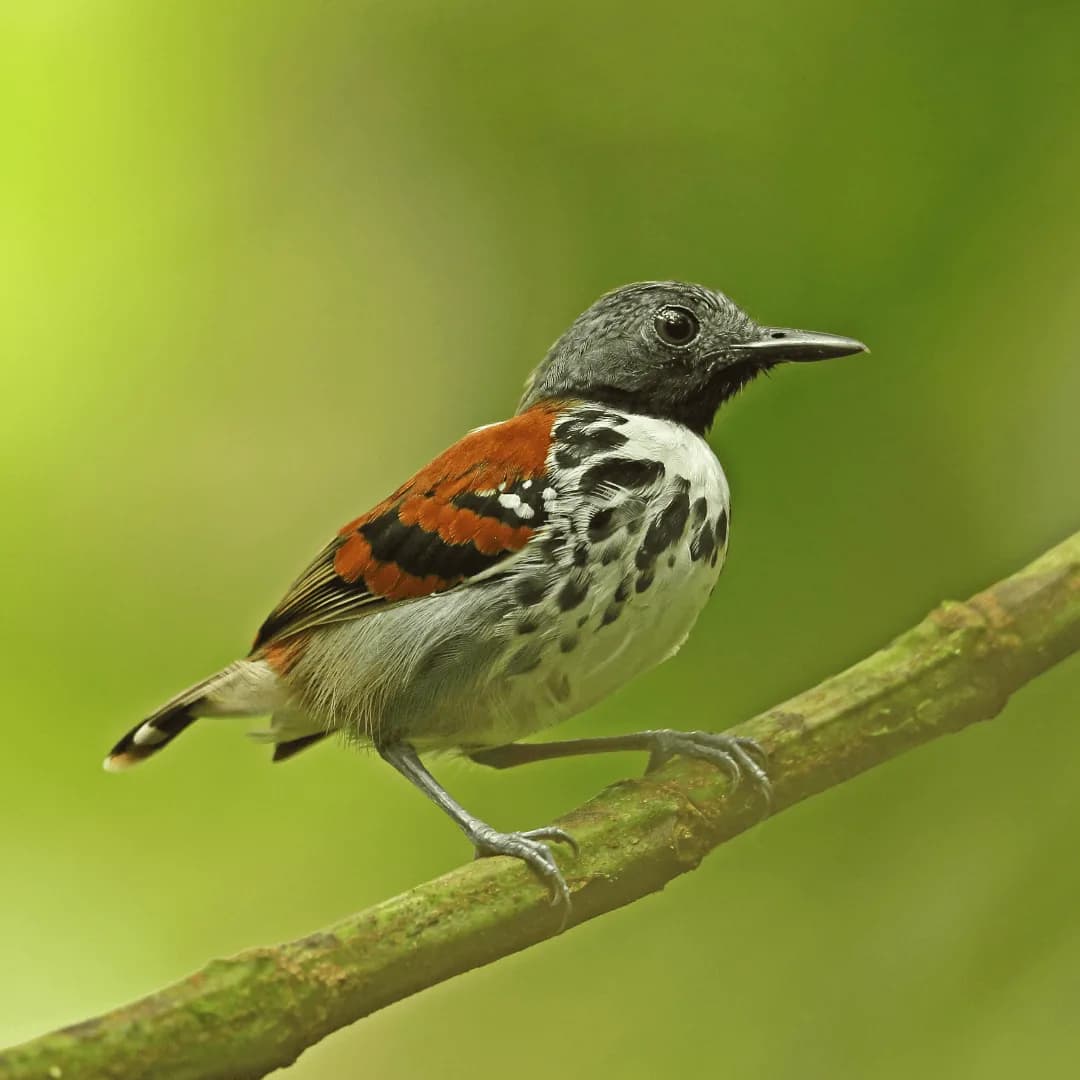 spotted antbird sitting on tree branch