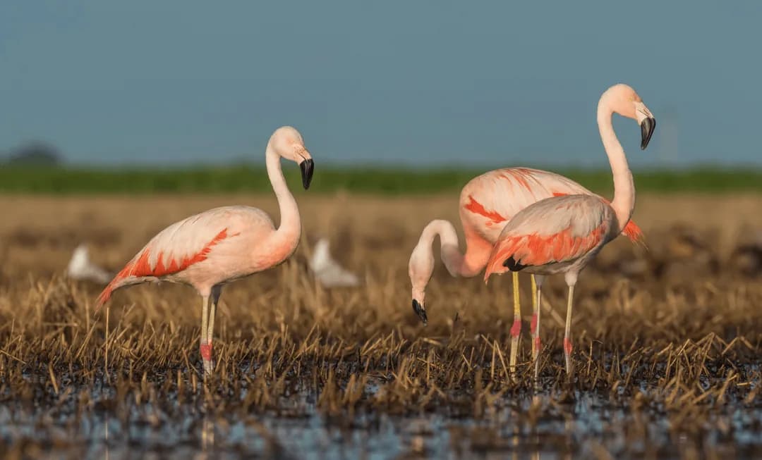 Chilean Flamingos sitting in marsh