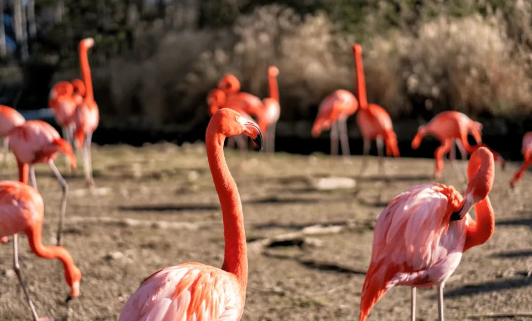 american flamingos in dirt