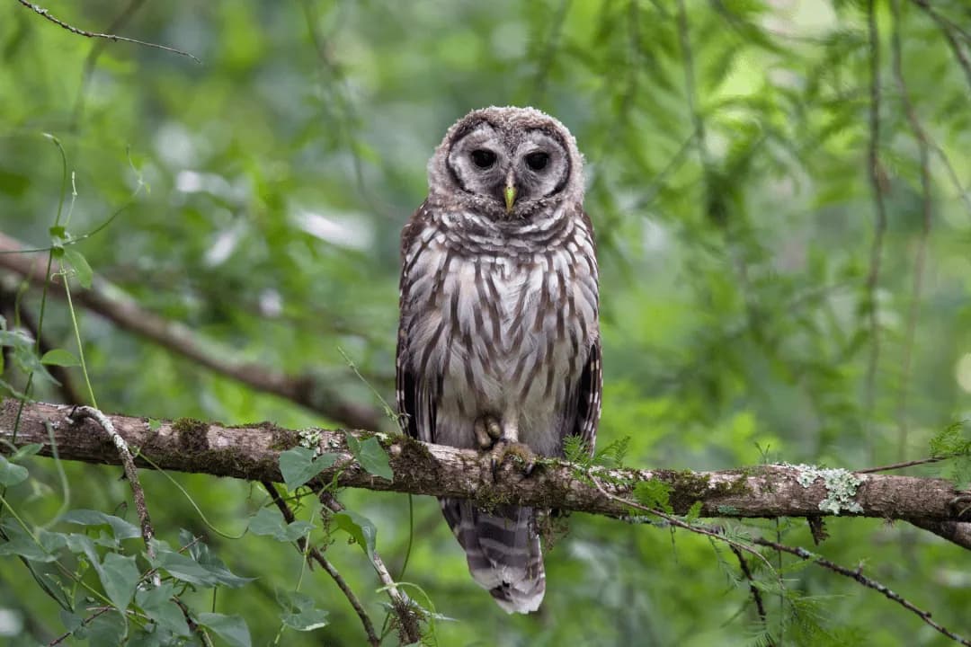 Barred owl sitting on a branch in the forest
