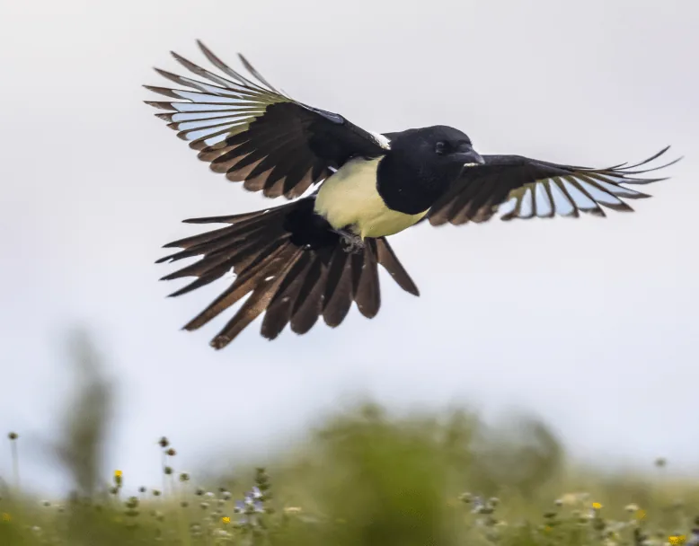 magpie flying across a field