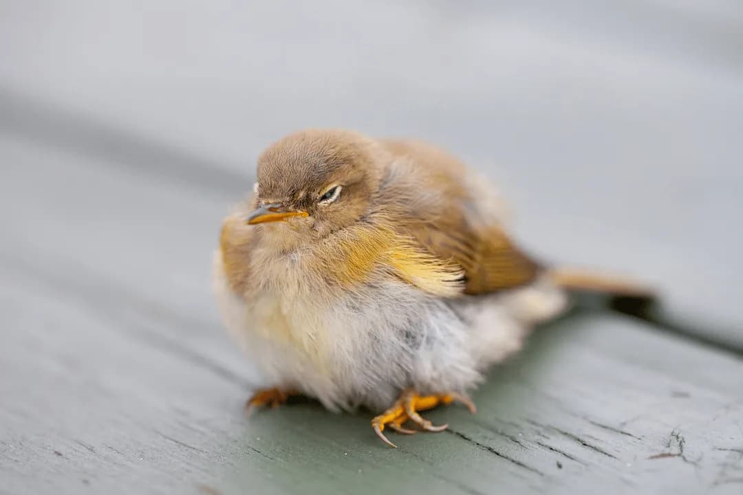 a fledgling english robin just out of the nest