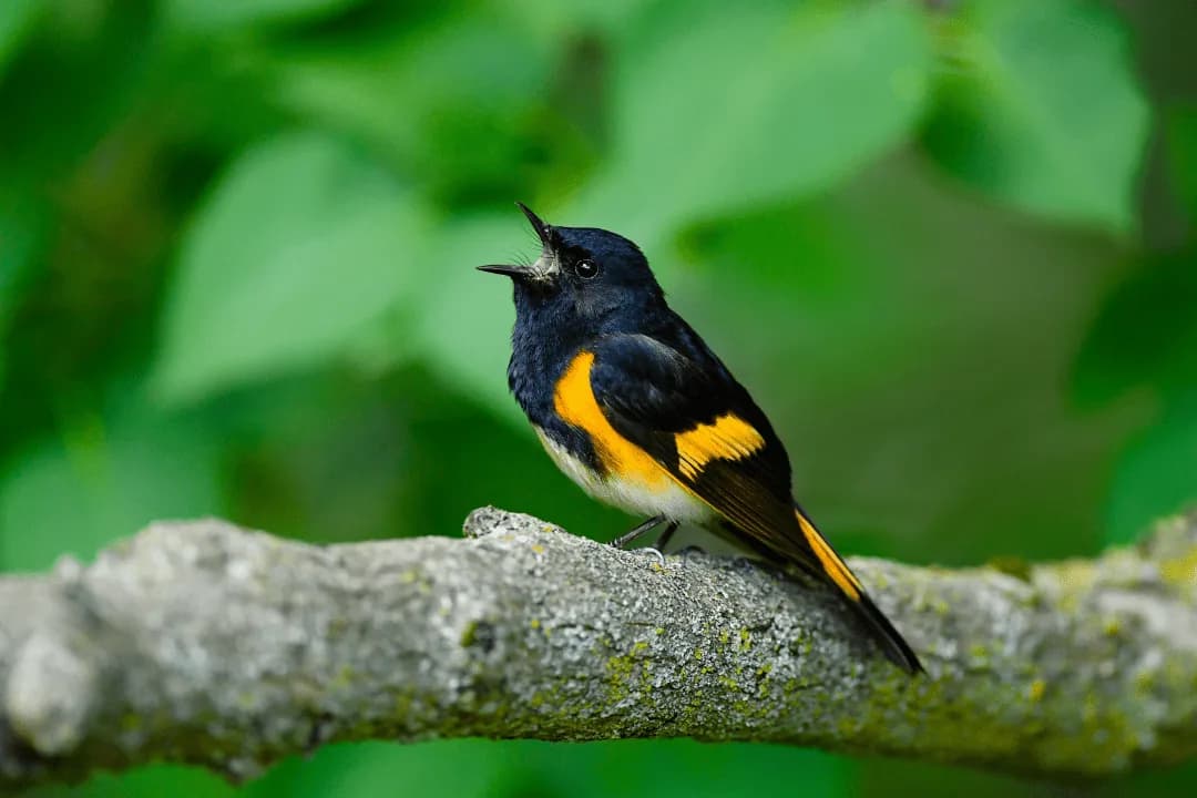american redstart orange and black bird in tree