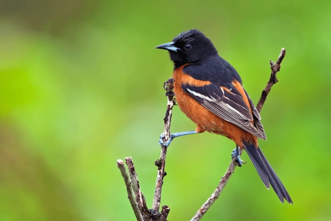 orchard oriole perched in tree with green background