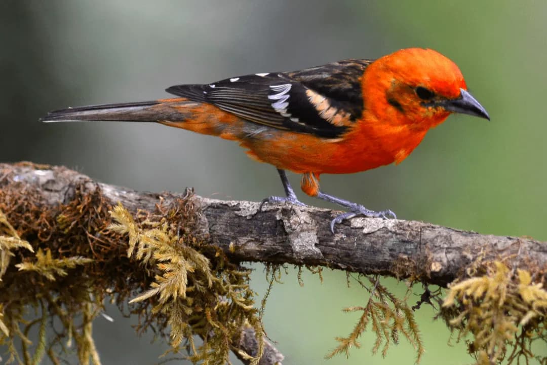 male Flame-colored Tanager in san gerado de dota region