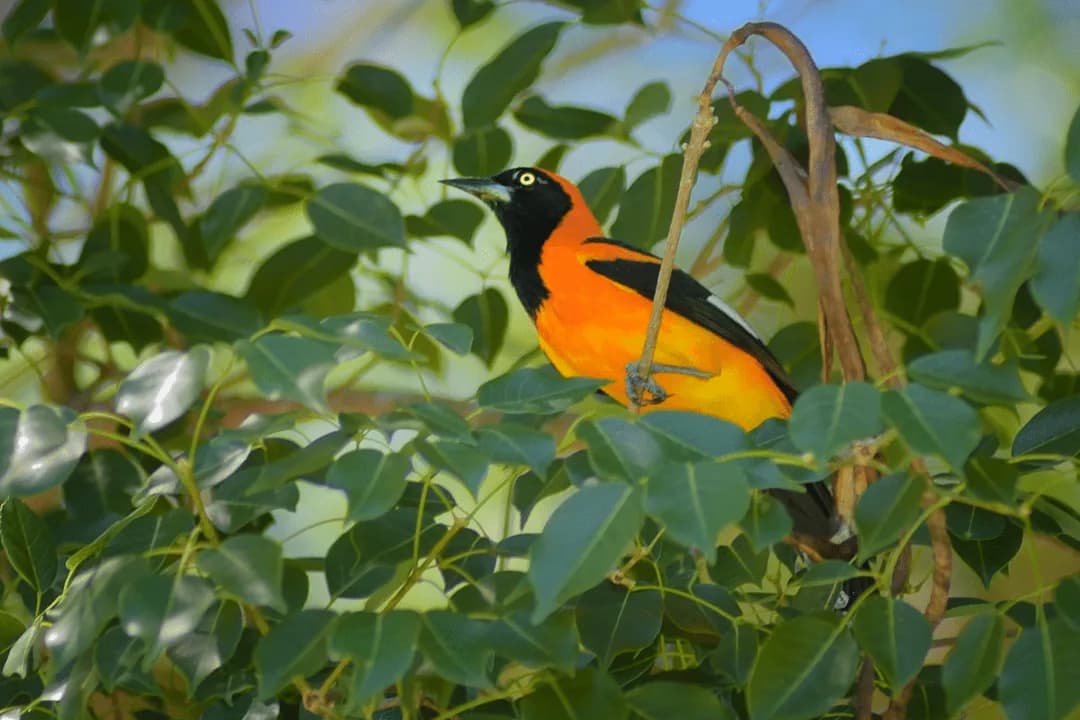 Orange-backed Troupial sitting in brush of tree
