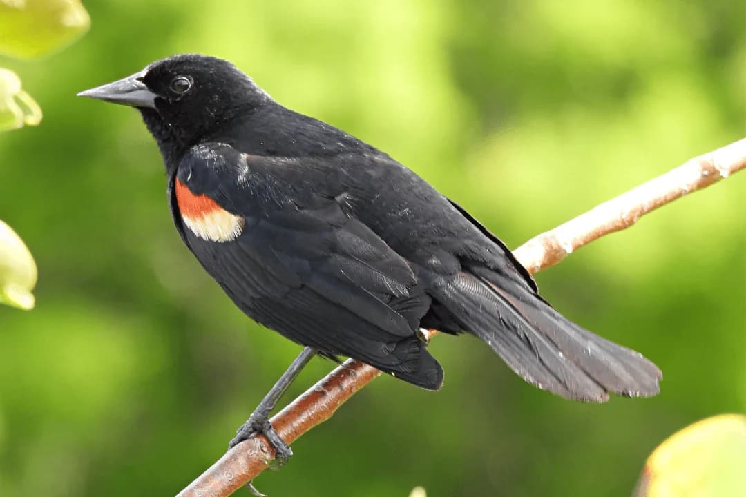 Red-rumped Cacique standing on branch