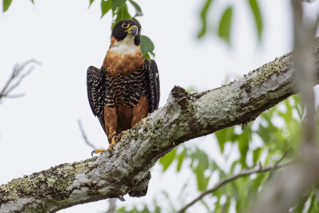 Orange-breasted Falcon