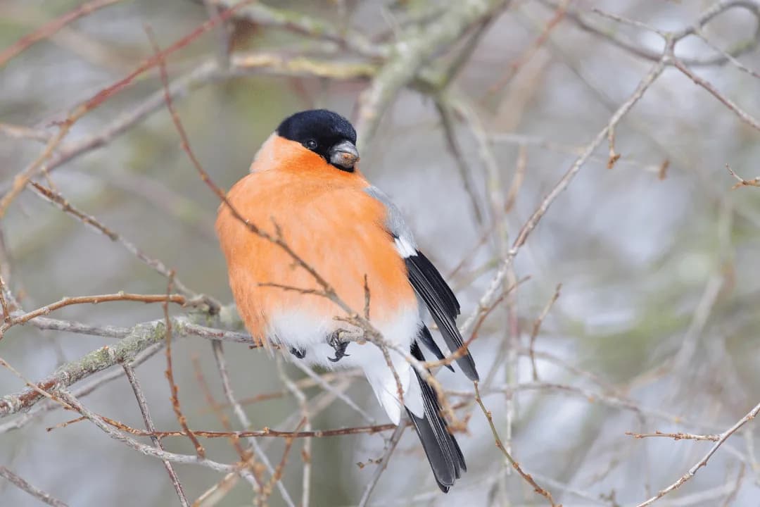 Eurasian Bullfinch sitting peacefully in tree