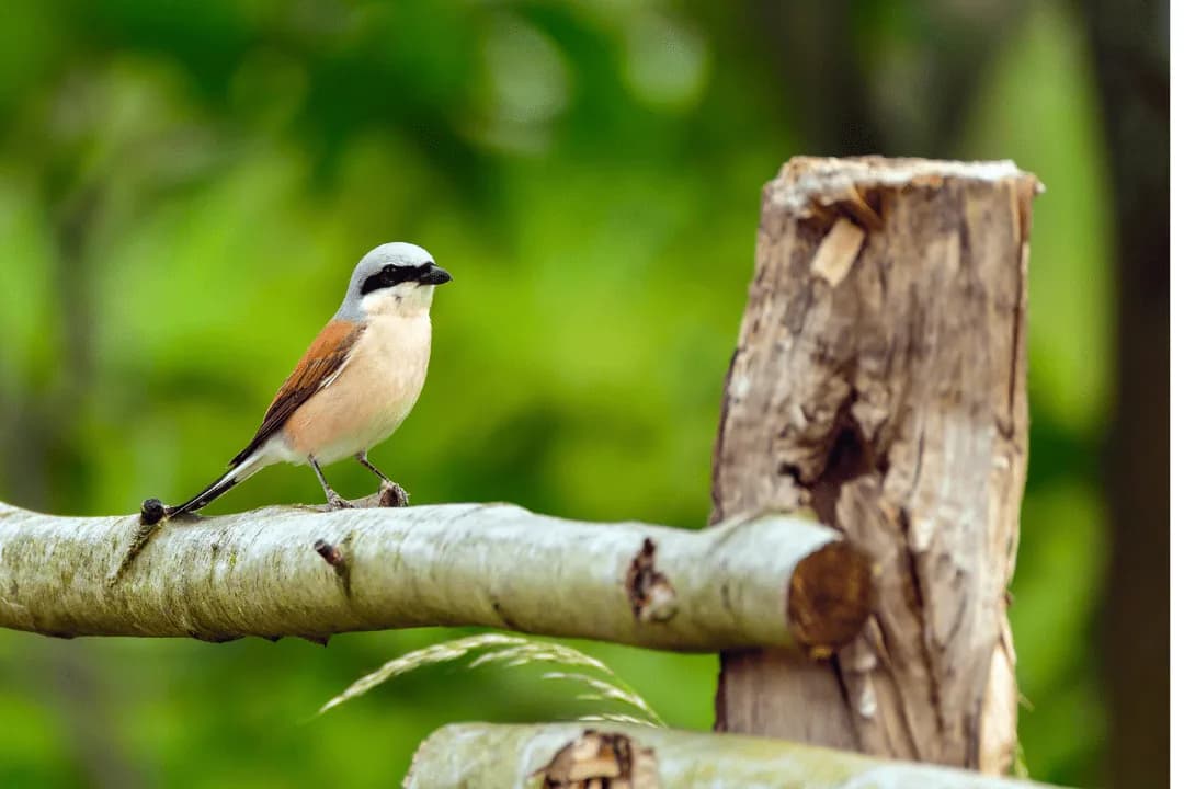 Red-backed Shrike