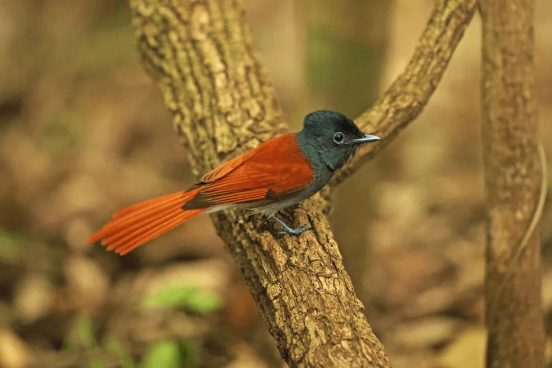 African Paradise Flycatcher