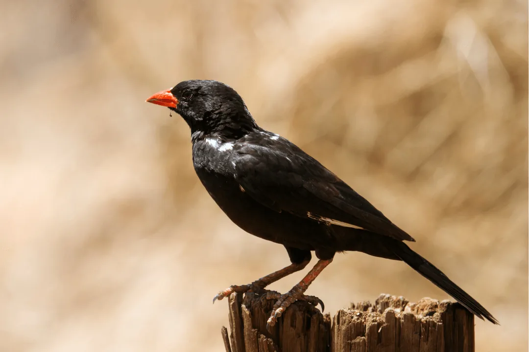 Red-billed Buffalo Weaver