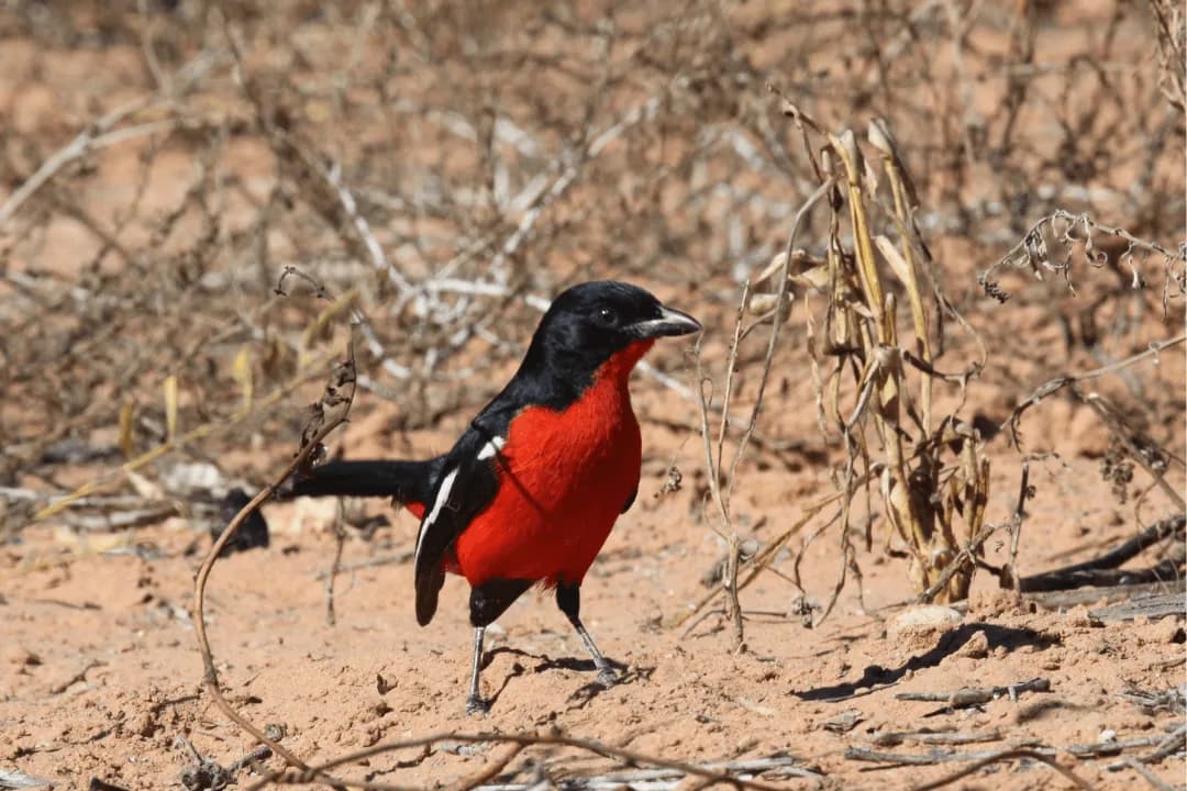 Crimson-breasted Shrike standing on the ground in the dirt