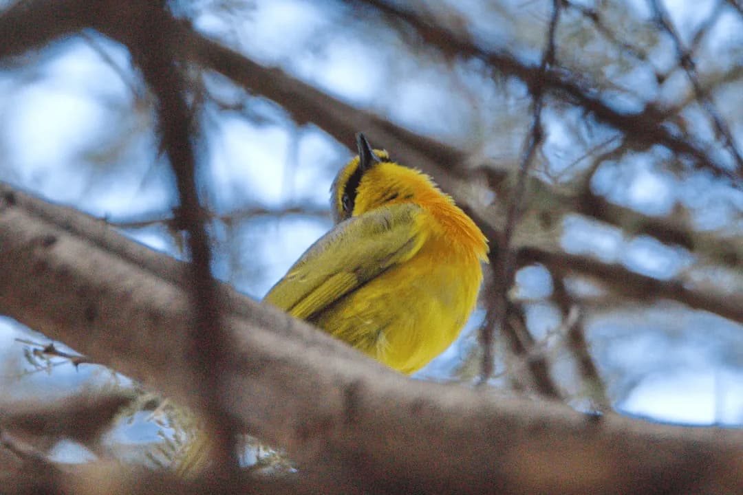 Orange-breasted Bushshrike