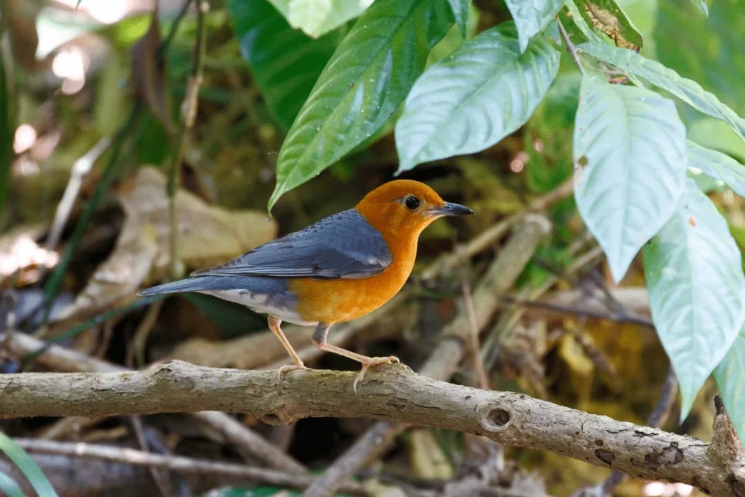 Orange-headed Thrush