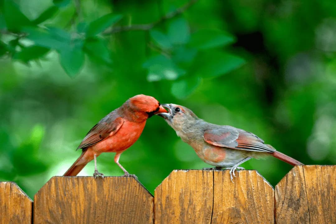 male cardinal feeding female cardinal