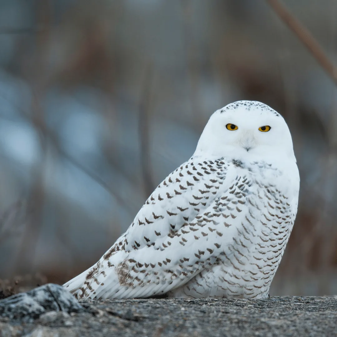 snowy owl on a branch