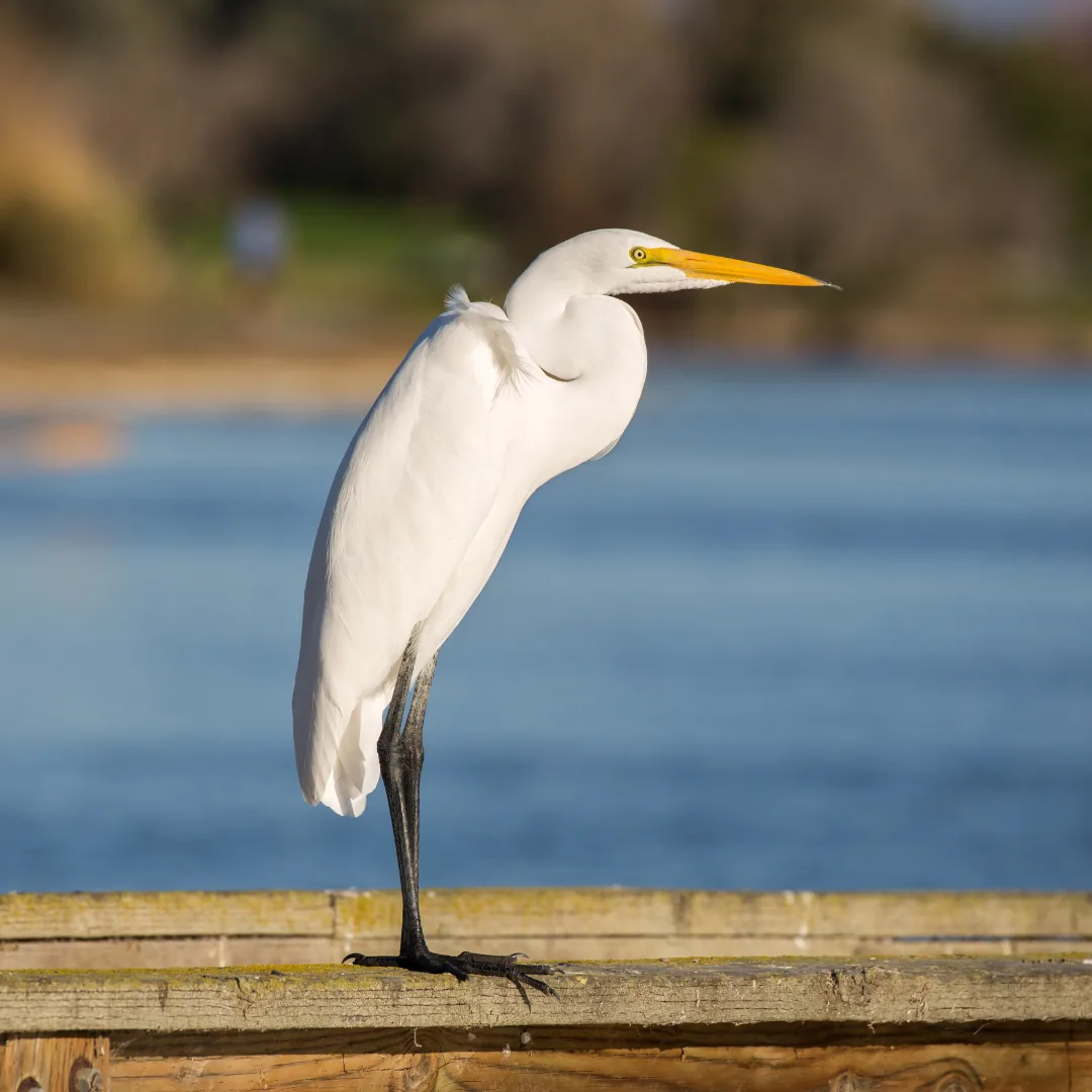 Great Egret standing on a fence by a lake