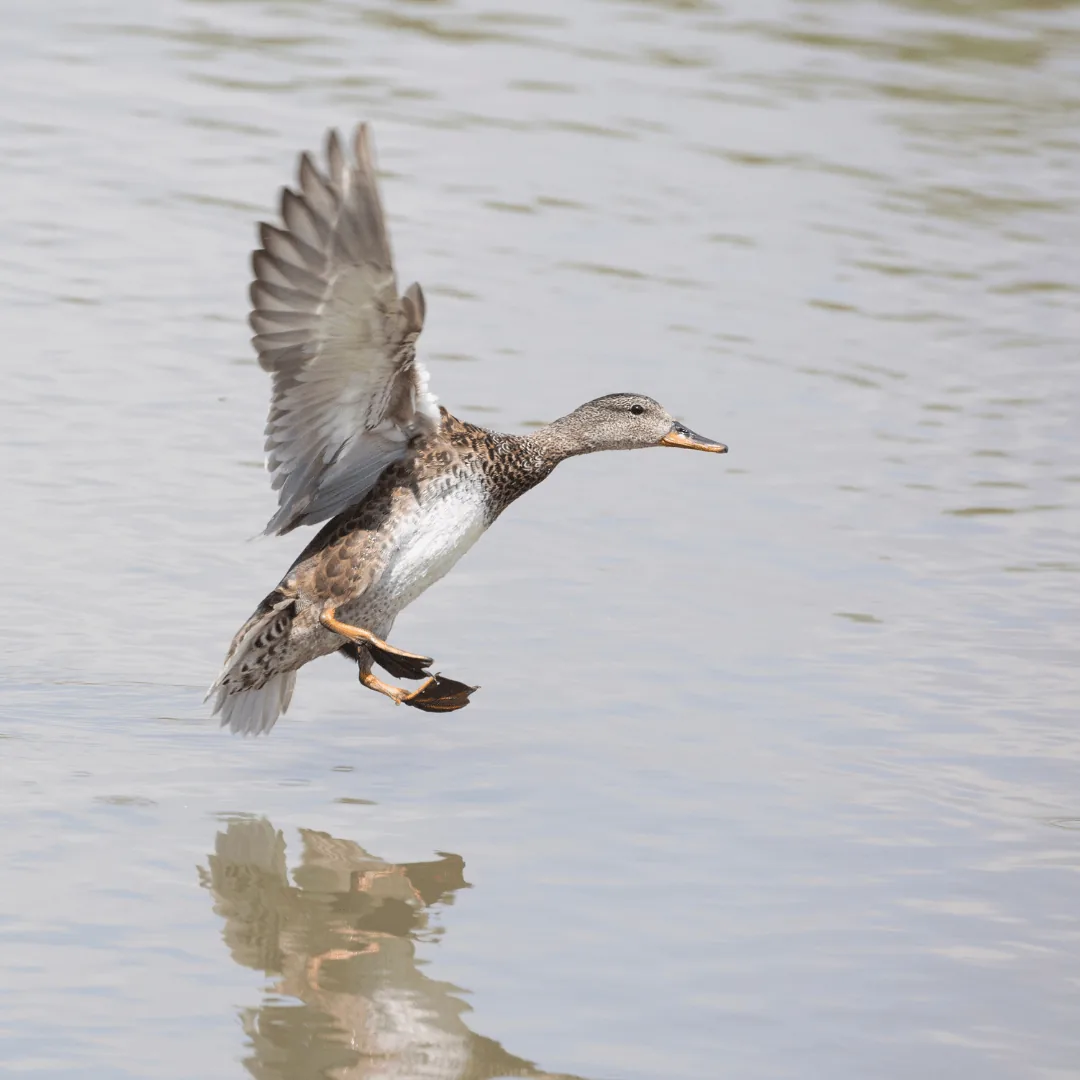 gadwell coming in to land in a pond