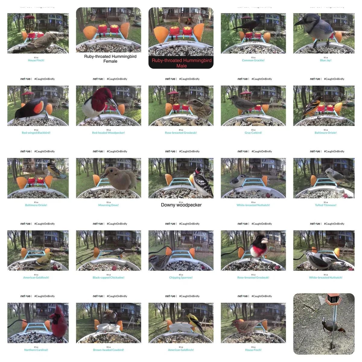 Netvue Birdfy identifying bird species