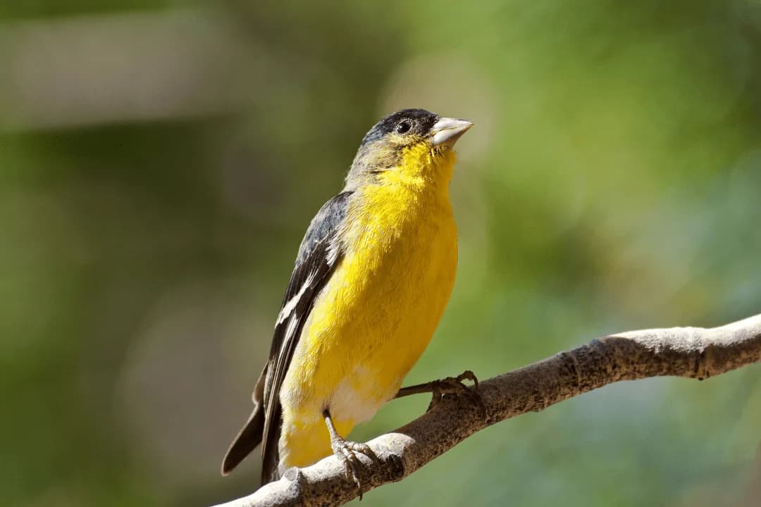 Lesser Goldfinch standing tall on a branch