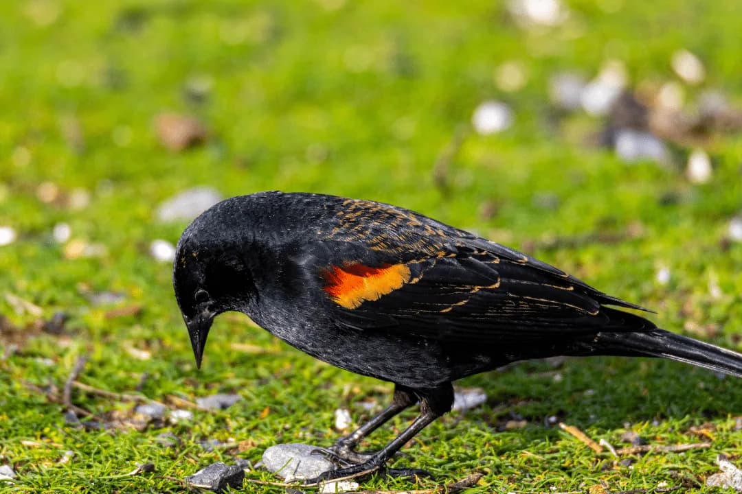 Tricolored Blackbird standing on the ground eating