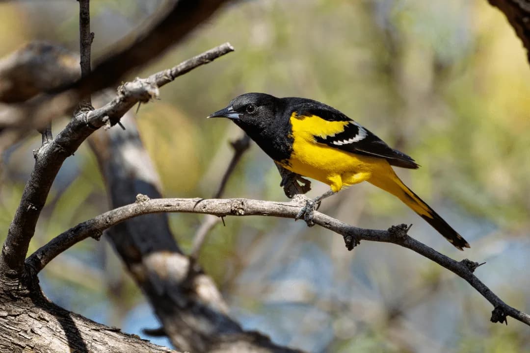 Scott's Oriole in a dead tree