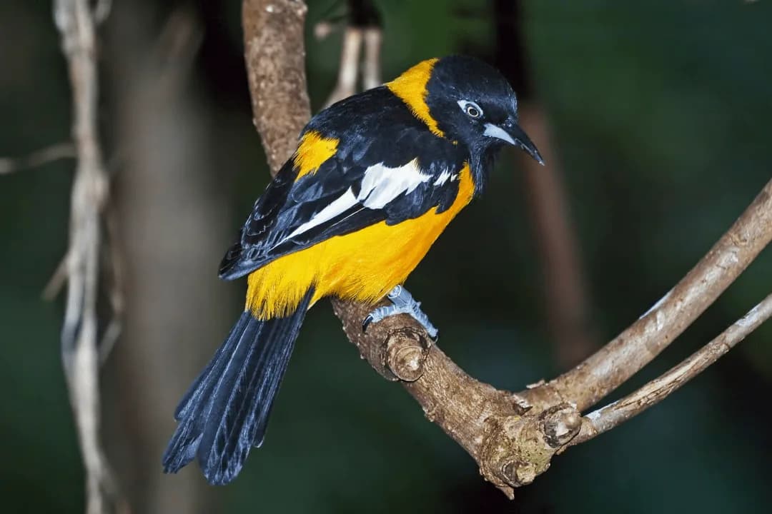Venezuelan Troupial standing with beak open