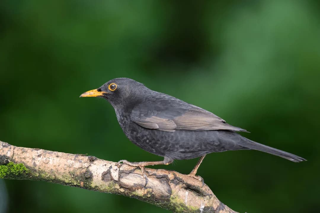 Common Blackbird standing on a tree branch