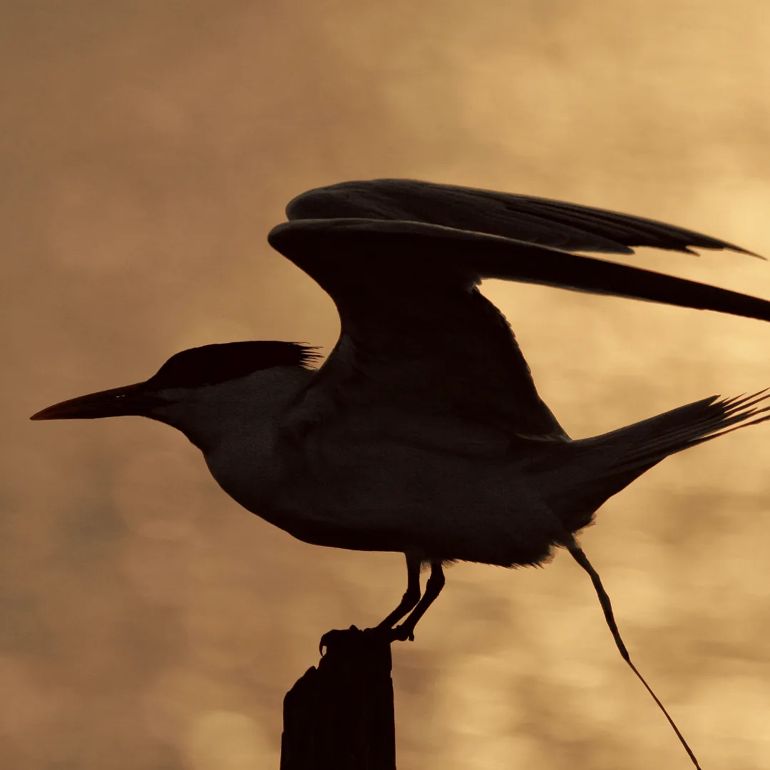 bird perched on a wooden post