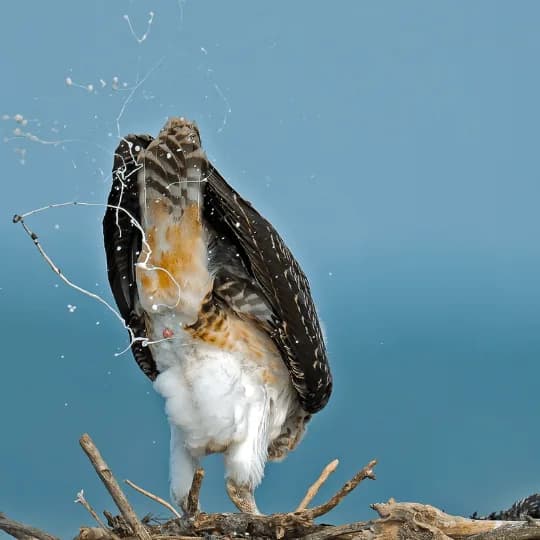 hawk perching over and pooping
