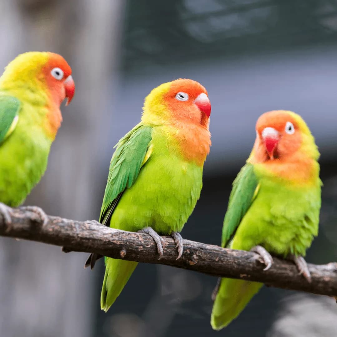 birds perched on a a stick