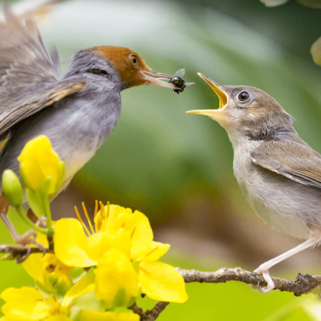 bird giving another bird a fly