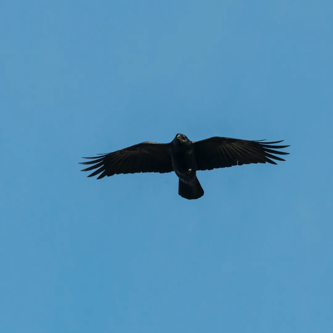 crow soaring in blue sky
