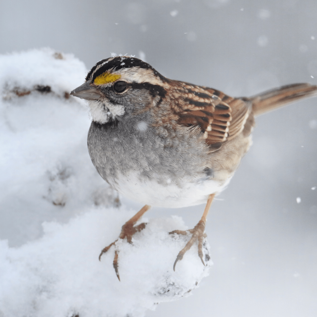 white-throated sparrow puffed up in the snow
