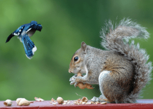 squirrel and bird eating together
